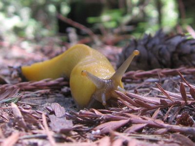 Toothy Banana Slug