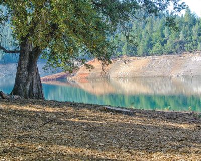 Pretty-face Oak Tree