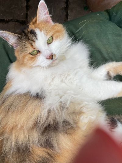 Peculiar Pingu the cat