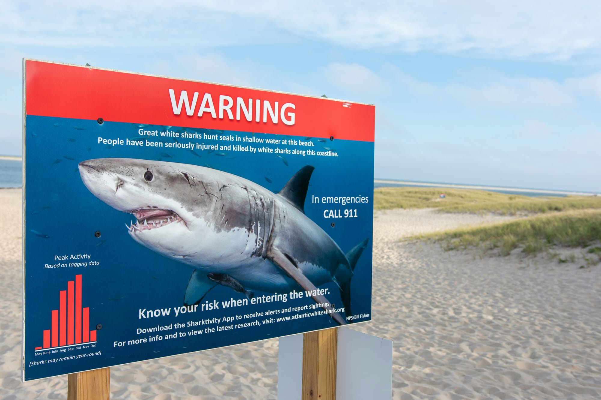 great white shark tourism