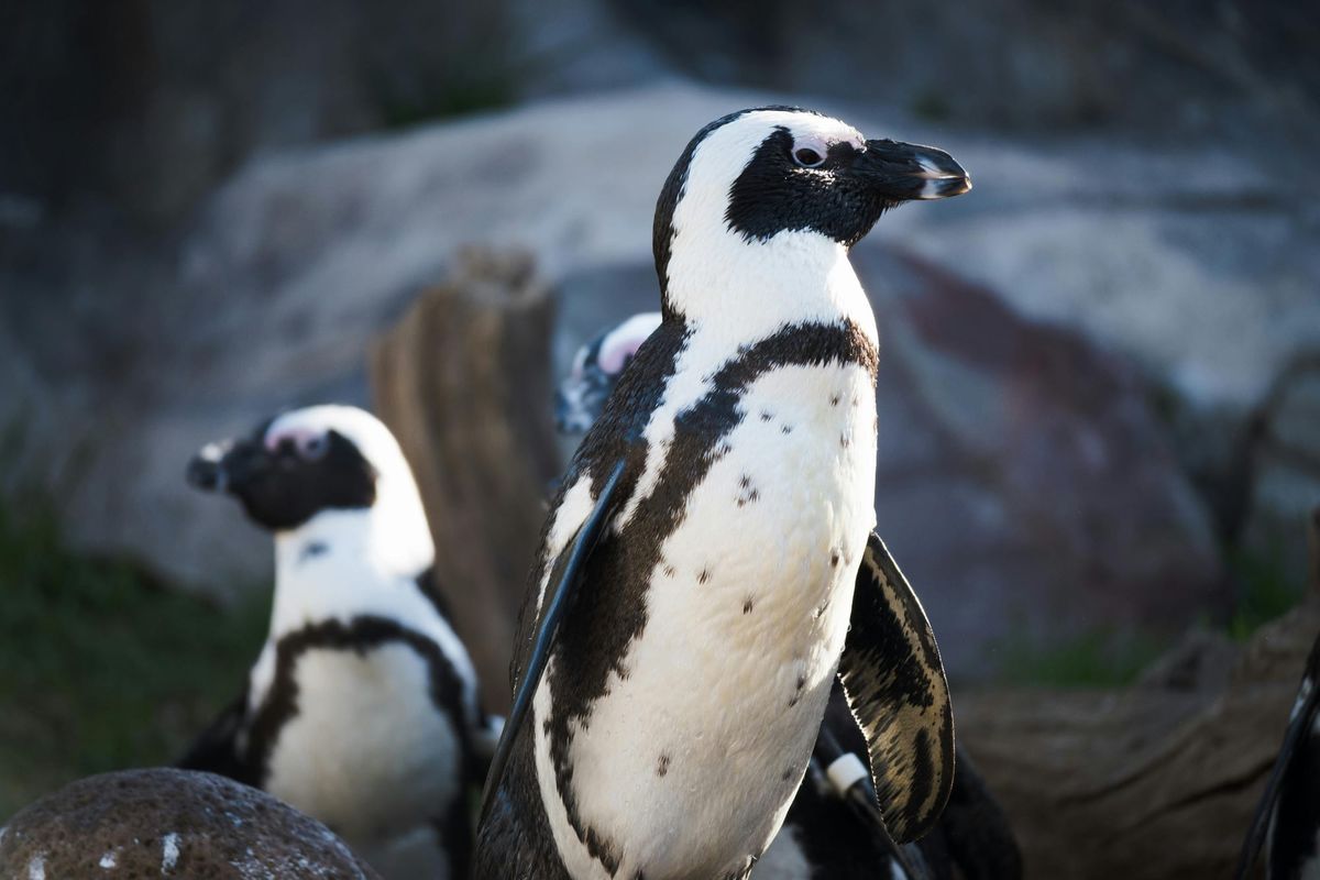 The Blue Marine Yacht Club: Fighting to Conserve the African Penguin