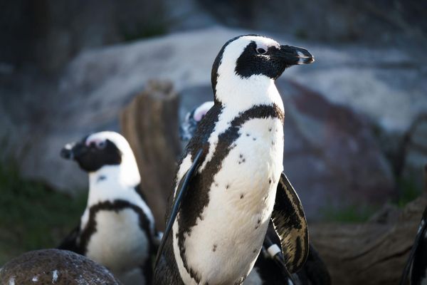 The Blue Marine Yacht Club: Fighting to Conserve the African Penguin