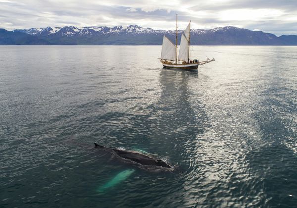 Yachting and Whale Conservation: A Responsibility and Opportunity