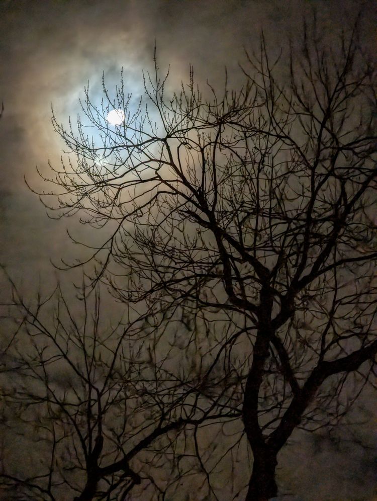 Moonlight, clouds, bare branches