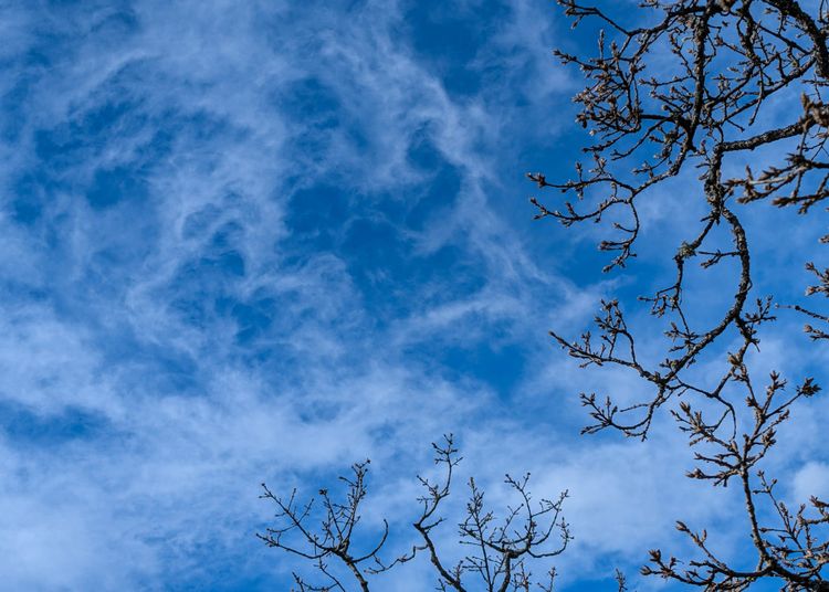 Blue sky, clouds, bare branches