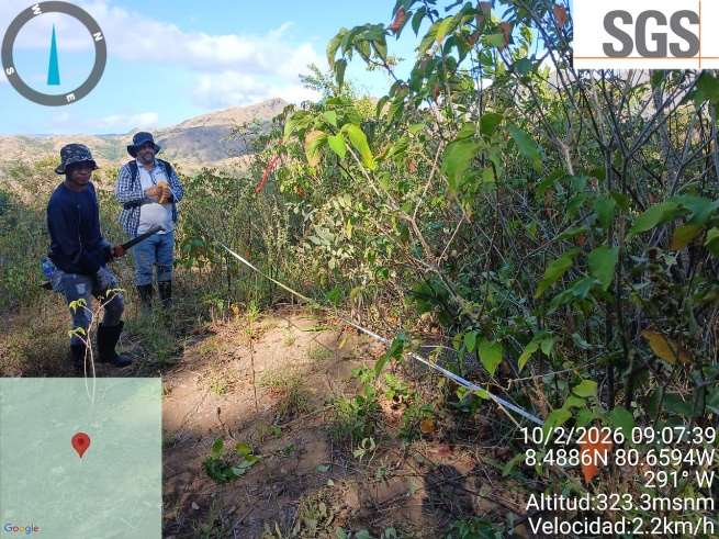 Auditores de SGS midiendo vegetación en un predio de reforestación de Cobre Panamá, febrero 2026
