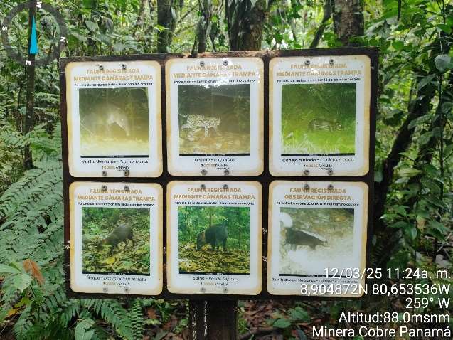 Panel de fauna registrada mediante cámaras trampa en Cobre Panamá: mono, ocelote, conejo pintado, tapir