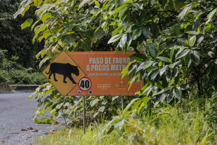 Señalización de paso de fauna en vía de Cobre Panamá con silueta de jaguar y límite de velocidad 40 km/h