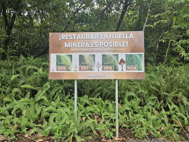 Letrero '¡Restaurar la huella minera es posible!' con evolución 2016-2024 de la reforestación en Cobre Panamá