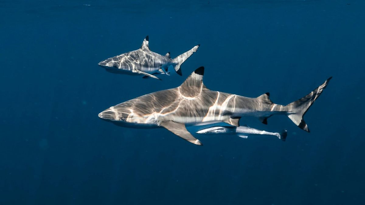 Panamá activa prohibición total a la exportación de tiburones y rayas