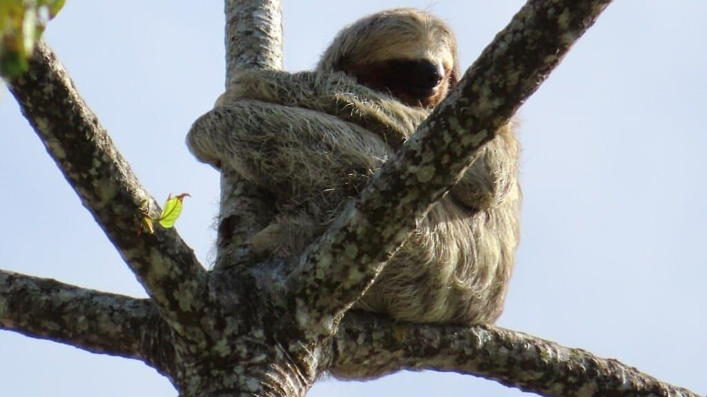 Perezoso muere por descarga eléctrica en Panamá Norte