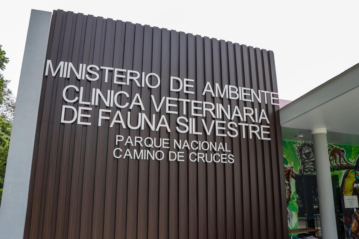 MiAMBIENTE investiga muerte de mono araña por tuberculosis