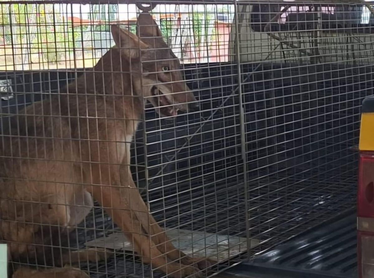Coyote reubicado en Chame tras afectar aves domésticas