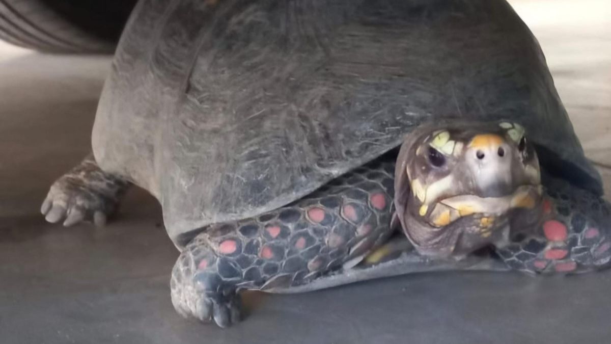 Guardaparques rescatan fauna en Arraiján y Veracruz