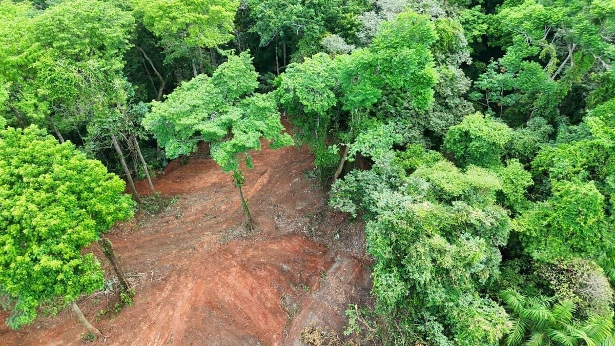 MiAMBIENTE frena tala ilegal en Lago Gatún