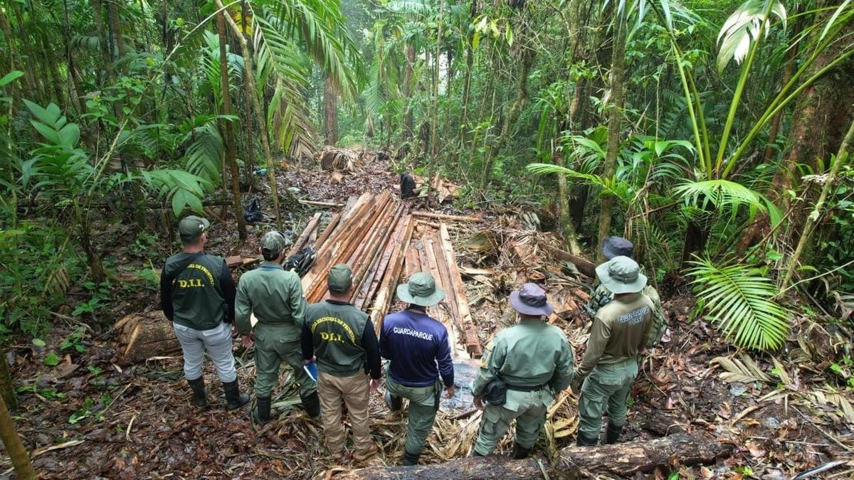 Tala ilegal en Volcán Barú activa acciones legales