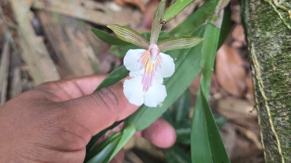 Recorrido en Sierra Llorona confirma biodiversidad clave