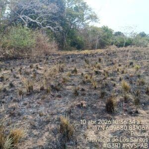 Basura en Pedasí aviva incendios en área protegida