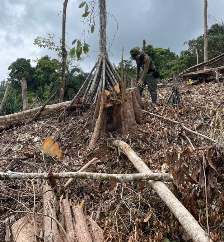Tala ilegal en Palo Seco afecta casi media hectárea