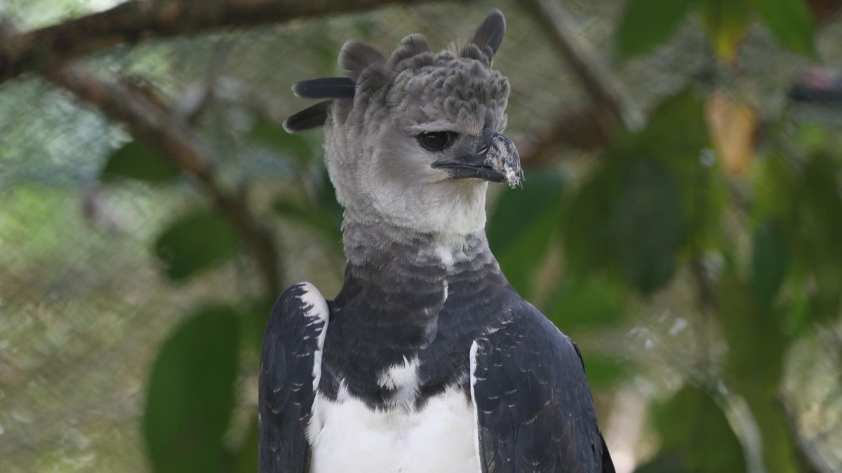 Darién es el hogar principal del Águila Harpía en Panamá