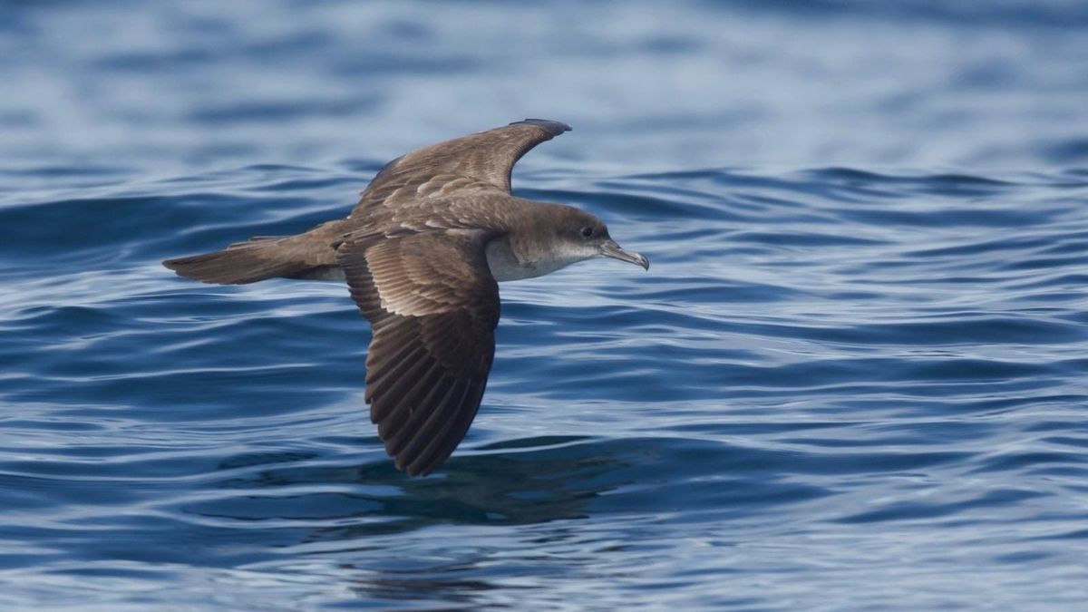 Panamá, escala vital para aves migratorias en peligro