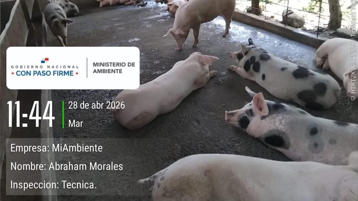 Fincas porcinas en Bocas del Toro, bajo la lupa
