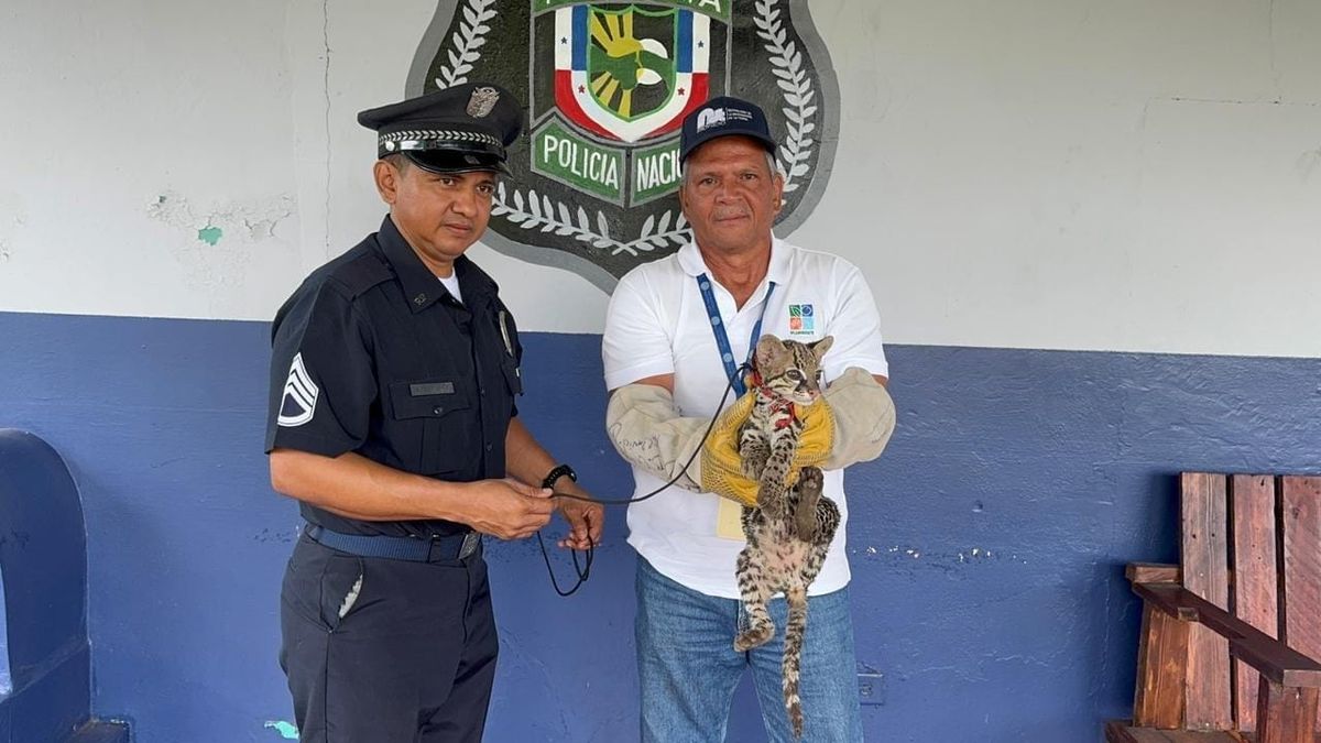 Ocelote juvenil rescatado en Boquerón, Chiriquí