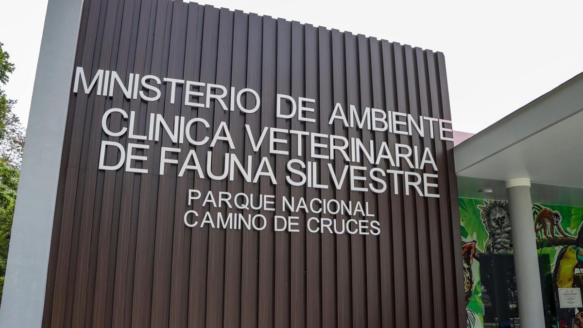 MiAMBIENTE cierra caso: negligencia causó muerte de mono araña