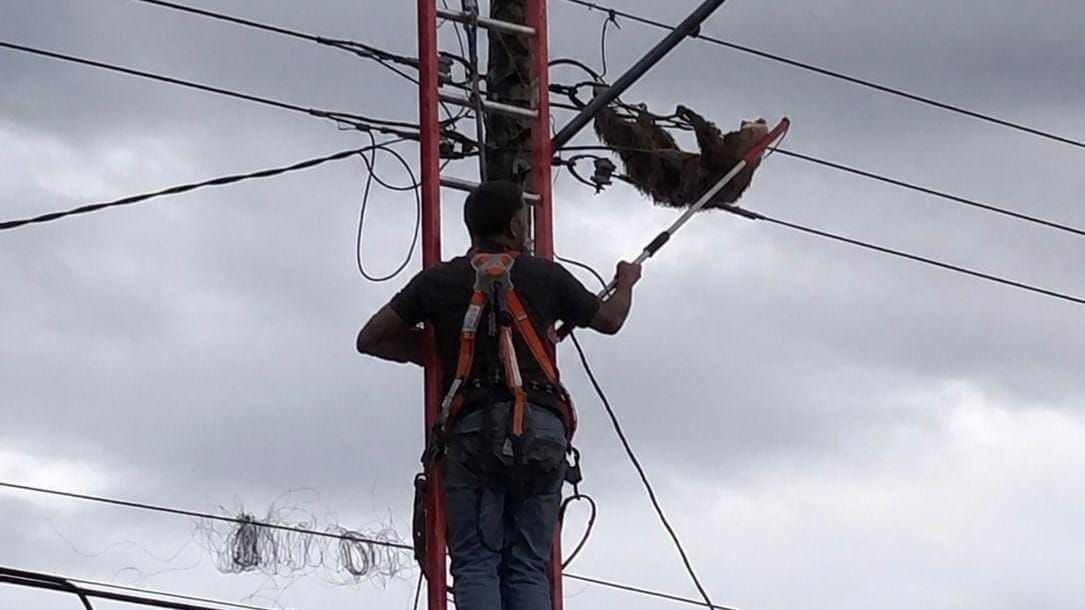 Rescatan perezoso atrapado en tendido eléctrico en Alcalde Díaz