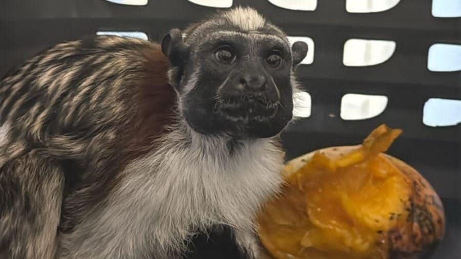 Mono Tití Rescatado en Dolega: ¿Tráfico ilegal de fauna?