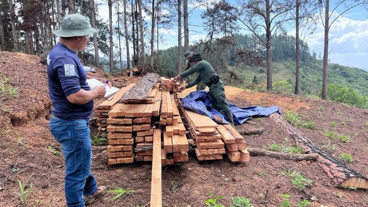 MiAMBIENTE retiene madera ilegal en Herrera