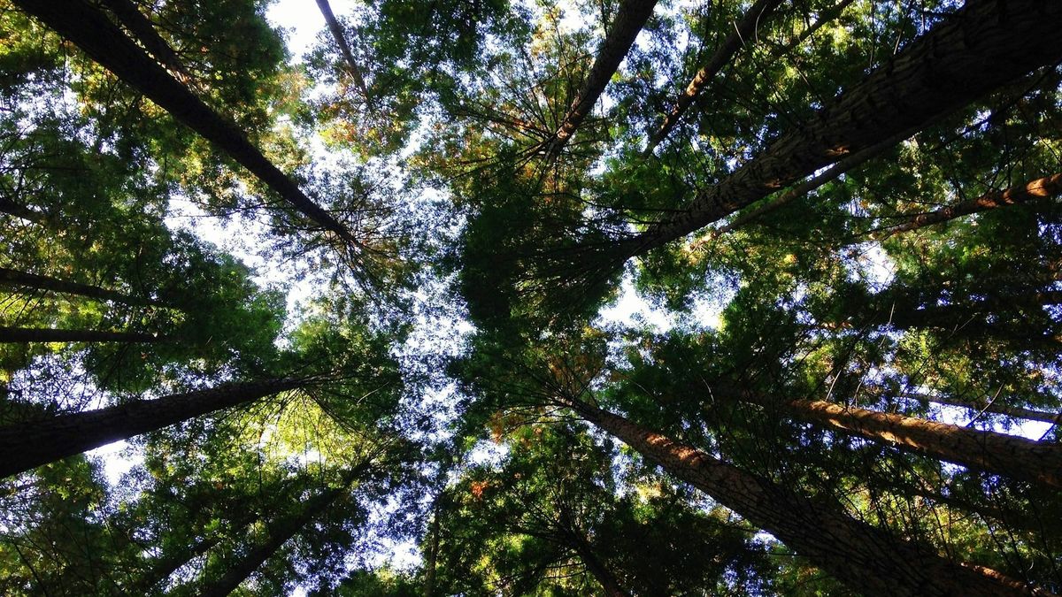 Panamá protege Cuenca del Canal con soluciones naturales