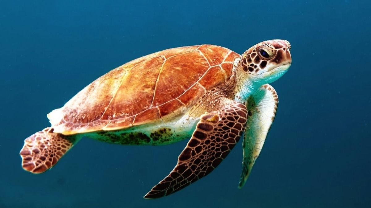 Récord en Coiba: Nacen 84 tortugas carey