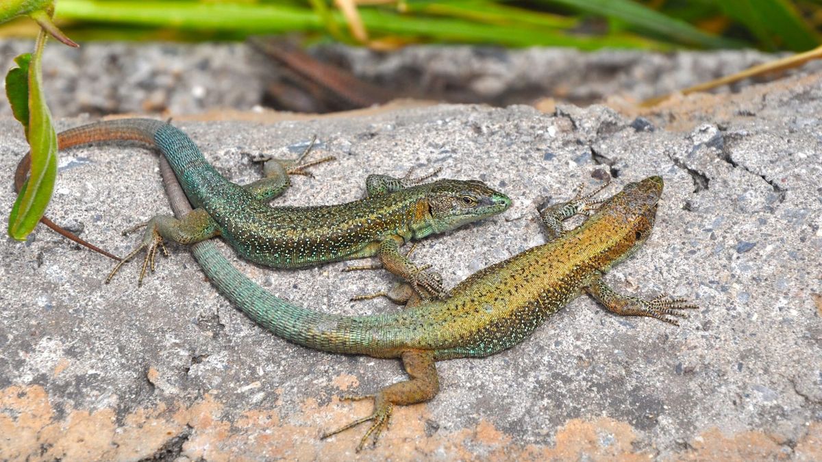 Feria de la Salamandra en Boquete impulsa conservación