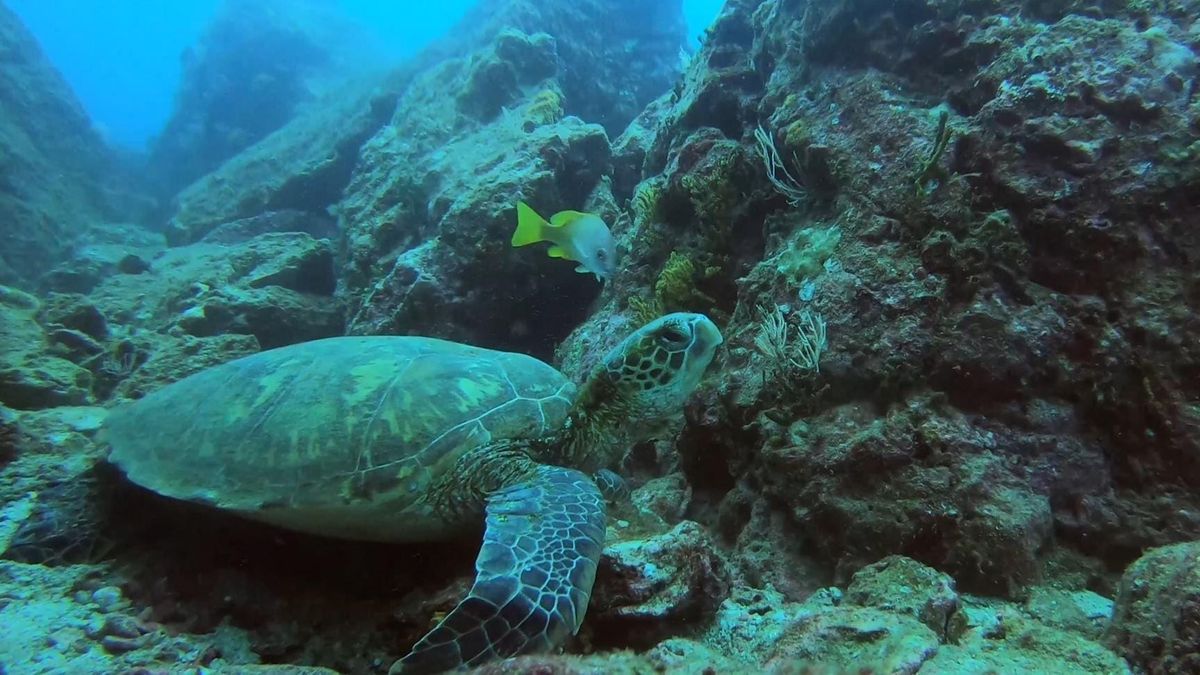 Tortugas marinas: La ancestral ruta a Panamá