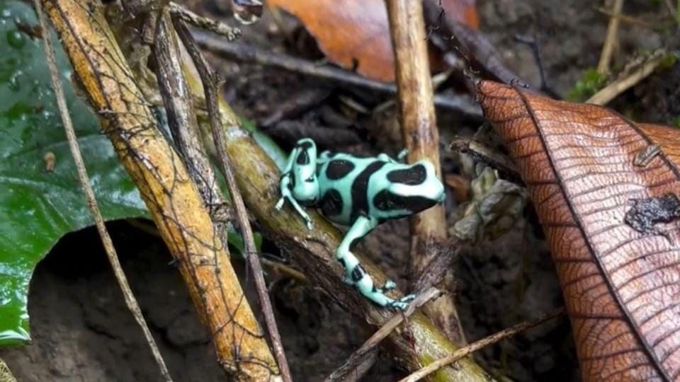 Líderes de Chiriquí se capacitan en conservación de anfibios