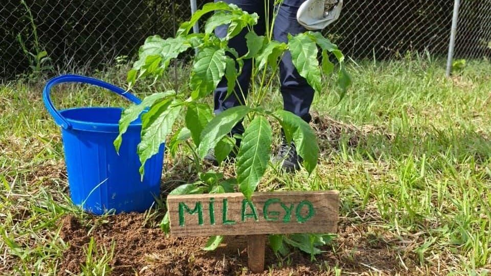 Estudiantes de San Juan reforestan y cuidan La Yeguada