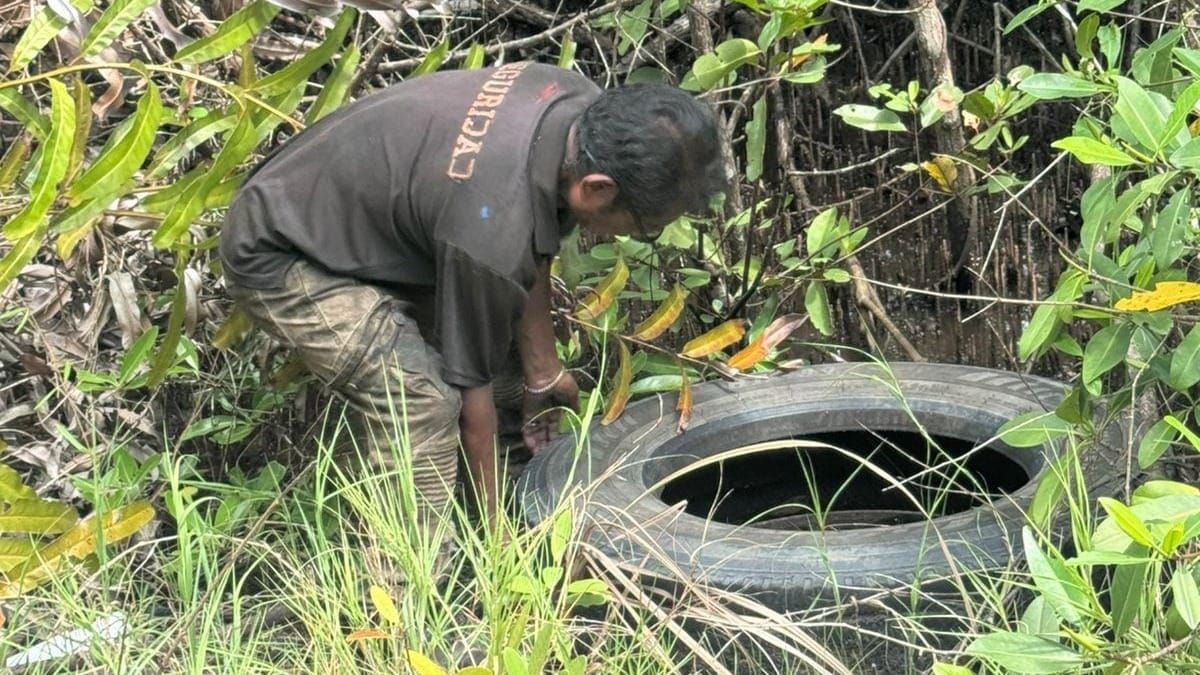 MiAMBIENTE Colón retira 35 llantas cerca de Isla Galeta