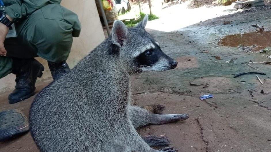 MiAMBIENTE rescata mapache de casa en Colón