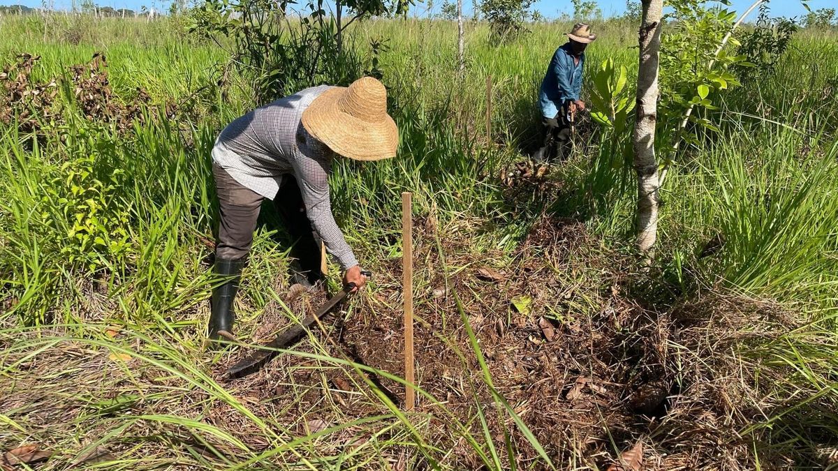 MiAMBIENTE prepara terreno para reforestar en Veraguas