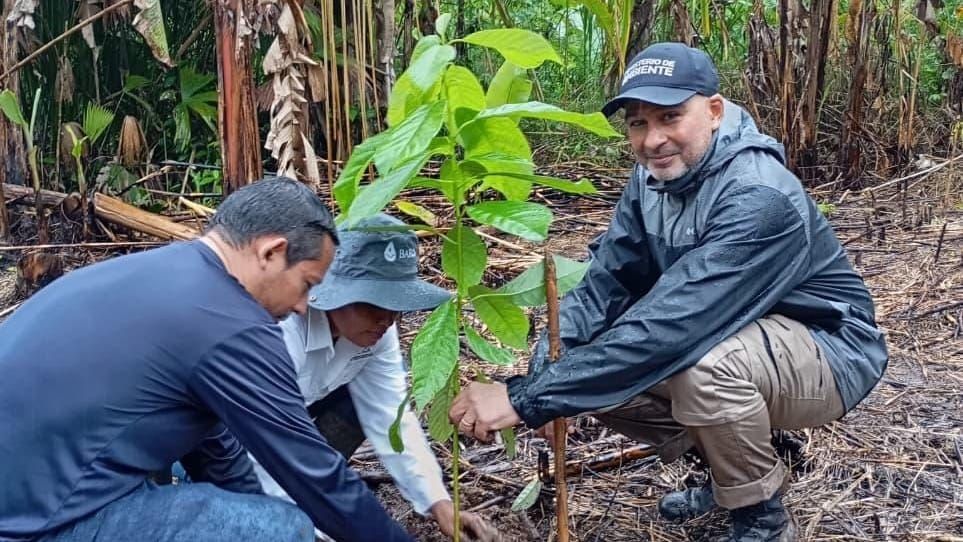Ngäbe-Buglé reforesta 2 hectáreas bajo la lluvia