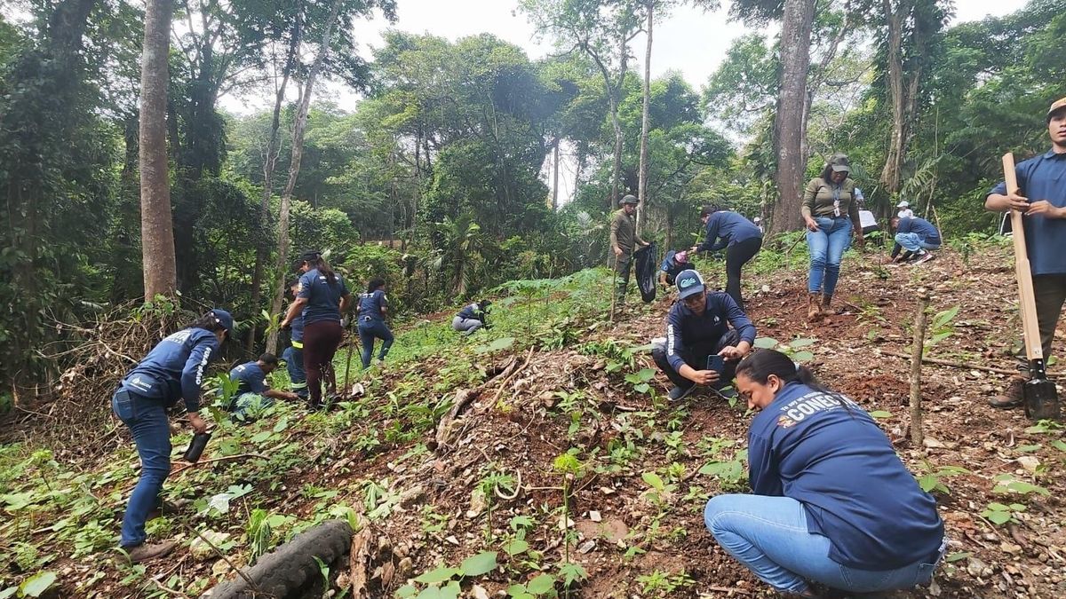 Colón restaura Lago Gatún en reforestación masiva