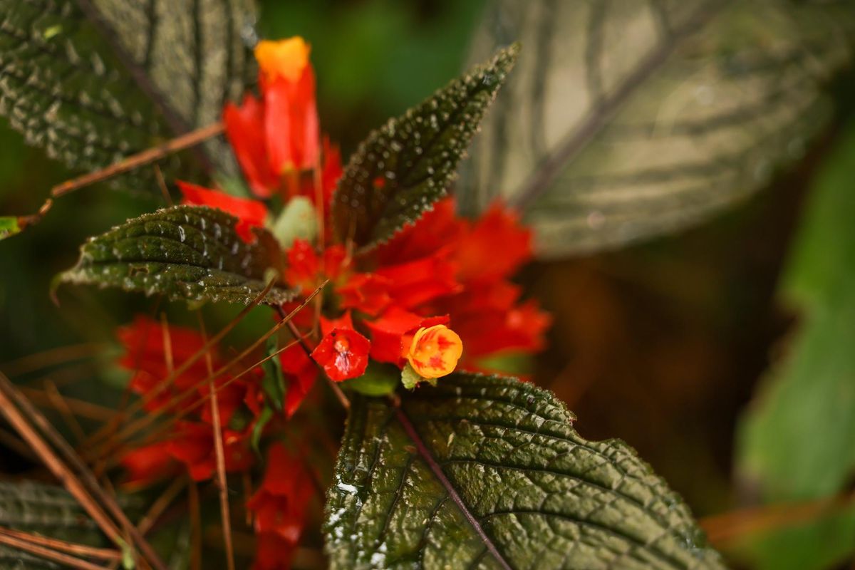 Altos de Campana: 60 años de biodiversidad y mejoras al turismo