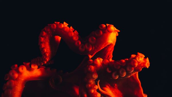 El software energético Kraken se independiza con una valoración de €7.350 millones
