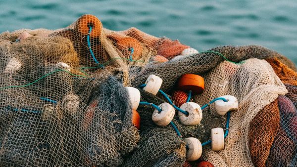 El agro y la pesca sacan la cara: exportaciones no mineras de Panamá crecen 32.7%