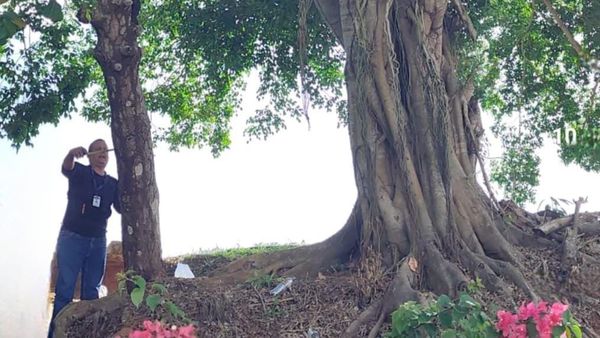 MiAMBIENTE atiende alerta por árbol en riesgo en Arraiján