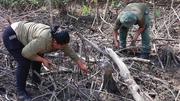 Reforestan 1,000 mangles en Bahía de Chame