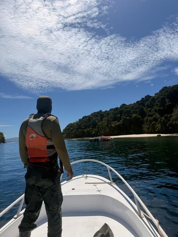 MiAMBIENTE: Tala ilegal detectada en áreas protegidas