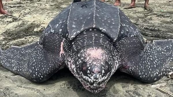 Turtle Rescue en Colón: Vecinos Salvan Tortuga Laúd