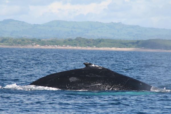 MiAMBIENTE y Panacetacea protegen ballenas con hidrófonos